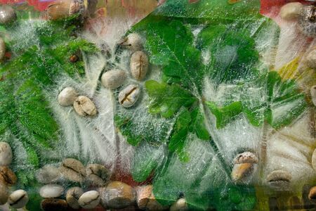 Background of  green leaves of oak and green coffee beans  and acorn   in ice   cube with air bubbles. Flat lay consept for summer  coffeeの写真素材