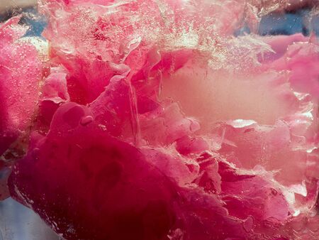 Background of  pink peony  flower    in ice   cube with air bubbles. Flat lay consept for  valentine's day card.の写真素材