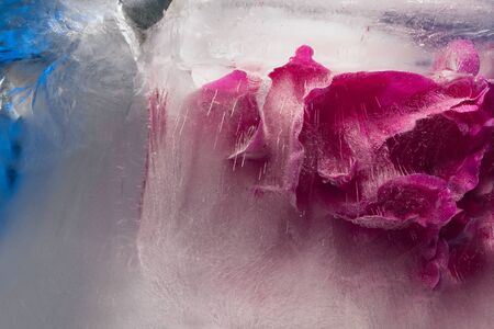 Background of  pink peony  flower    in ice   cube with air bubbles. Flat lay consept for  valentine's day card.の写真素材