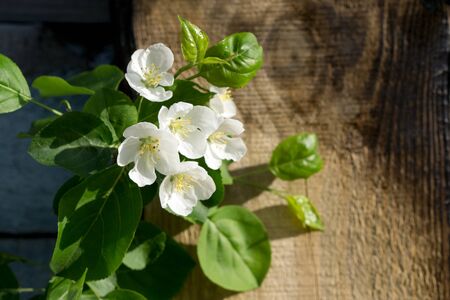 Creative top view apple tree blooming flowers brunch   on  rustic wooden   background with copy space in minimal style, template for lettering, text or your designの写真素材