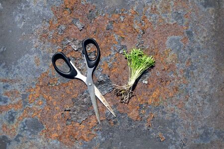 Home grown  microgreen mustard sprouting from seeds and pair of scissors on rustic iron background ....