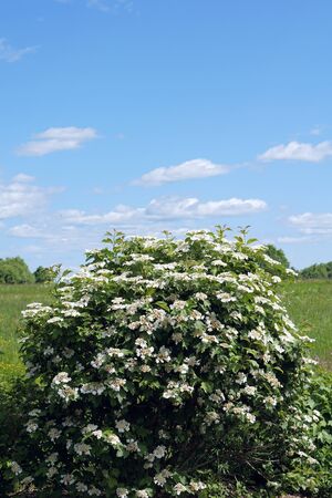  viburnum  blooming  flowers brunch   in garden  with copy space in minimal style, template for lettering, text or your designの写真素材