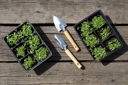 small green tobacco (Nicotiana rustica, mapacho, )  seedling    in plastic pots  and a steel shovel...