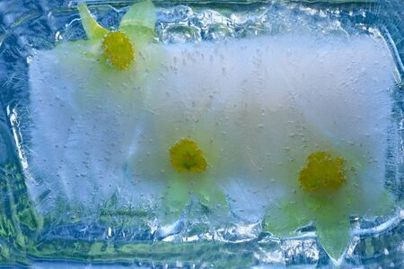 Background of narcissus flower    in ice   cube with air bubbles. Flat lay consept for  spring  card.の写真素材