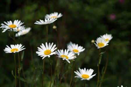chamomile   blooming  flowers brunch   in garden  with copy space in minimal style, template for lettering, text or your designの写真素材