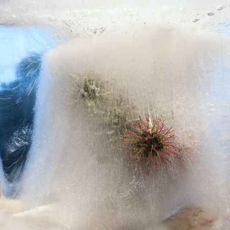 Background of seed   in ice   cube with air bubbles.