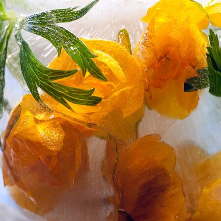 Background of kaluzhnitsa, Caltha  flower    in ice   cube with air bubbles. Flat lay consept for ...