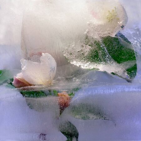 Background of branch apple tree   flower    in ice   cube with air bubbles. Flat lay consept for  spring  card.の写真素材