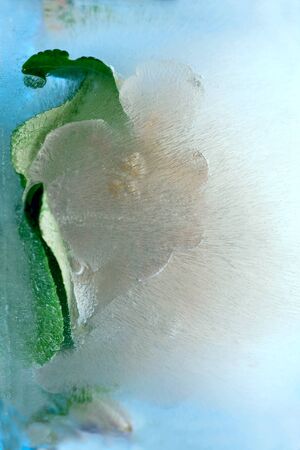 Background of branch apple tree   flower    in ice   cube with air bubbles. Flat lay consept for  spring  card.の写真素材