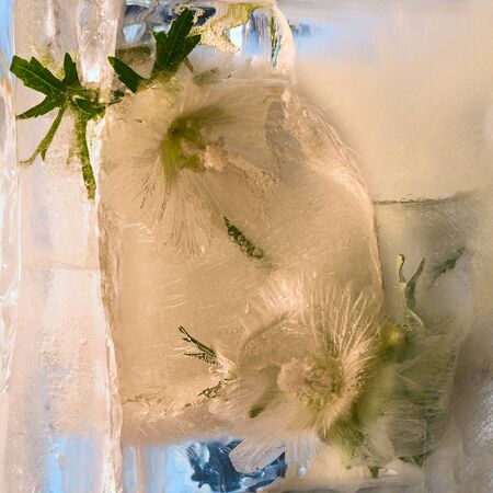 Background of  Malva, mallow  flower    in ice   cube with air bubbles. Flat lay consept for  spring  card.の写真素材