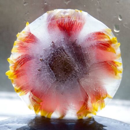 Background of chrysanthemum   flower    in ice   cube with air bubbles. Flat lay consept for  season card.の写真素材