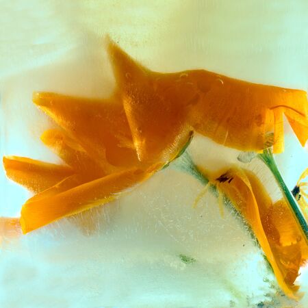Background of esholtzia, poppy   flower   in ice   cube with air bubbles. Flat lay concept for  season card.の写真素材