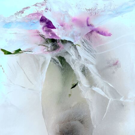 Background of  pink peony  flower    in ice   cube with air bubbles. Flat lay consept for  valentine's day card. squareの写真素材
