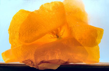 Background of esholtzia, poppy   flower   in ice   cube with air bubbles. Flat lay consept for  season card.の写真素材