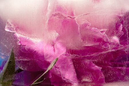Background of  pink peony  flower    in ice   cube with air bubbles. Flat lay consept for  valentine's day card.の写真素材