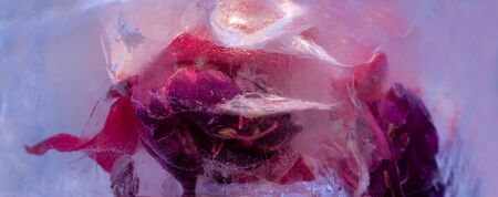 Background of fuchsia   flower   in ice   with air bubbles. Bannerの写真素材