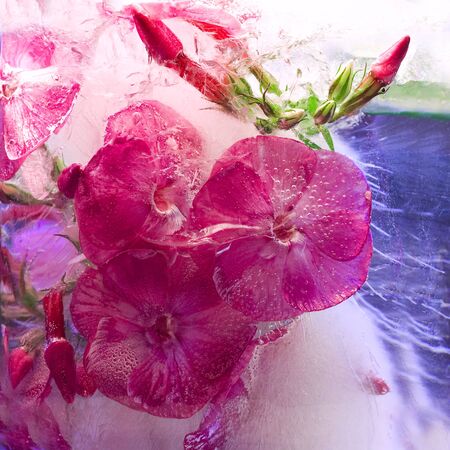Background of phlox   flower   in ice   cube with air bubbles. Flat lay consept for  season card. squareの写真素材
