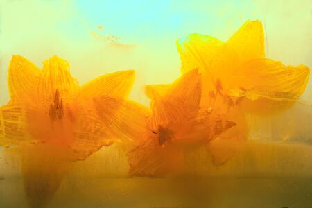 Background of day lily  flower   in ice   with air bubbles. Flat lay consept for  season card.の写真素材