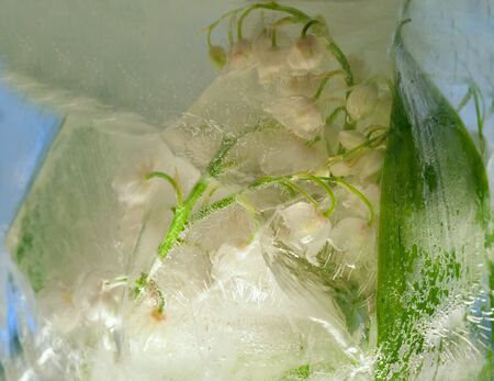 Background of lily of the valley  flower   in ice   with air bubbles. Flat lay consept for  season card.の写真素材