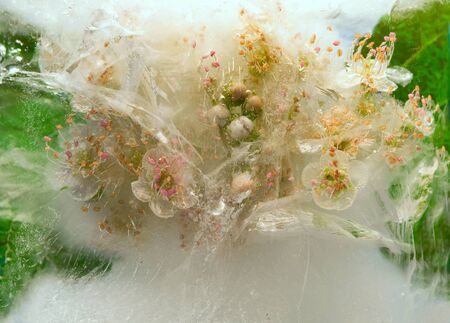 Background of viburnum  flower   in ice   with air bubbles. Flat lay consept for  season card.の写真素材