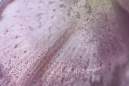 Background of  lily  flower   in ice   with air bubbles. Flat lay consept for  season card.の写真素材