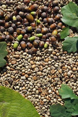 Flat lay  of   middle roasted  coffee beans and acorn  as backgroundの写真素材