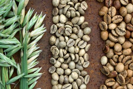Flat lay  of medium roast and green  bean coffee with  oats as milk replacer on rustic iron  backgroundの写真素材