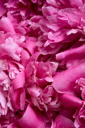 pink pion  blooming  flowers brunch   in garden  with copy space in minimal style, template for lettering, text or your designの写真素材