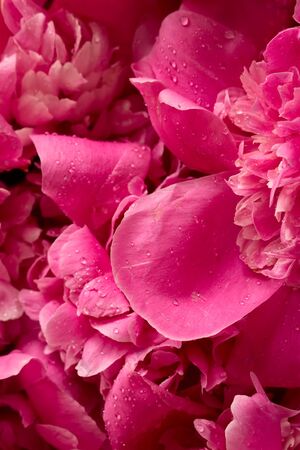 pink pion  blooming  flowers brunch   in garden  with copy space in minimal style, template for lettering, text or your designの写真素材