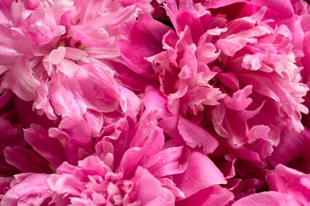 pink pion  blooming  flowers brunch   in garden  with copy space in minimal style, template for lettering, text or your designの写真素材