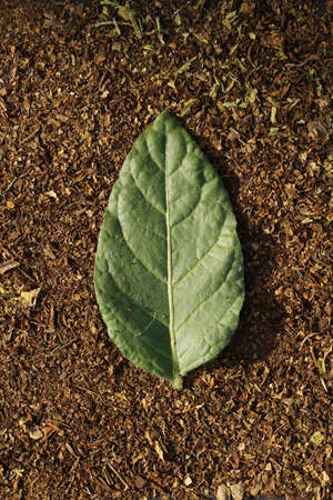 Flat lay of Tobacco green leaf on dry cut tobacco leaf as background with copy space in minimal...