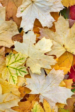 Creative top view color autumn leaves of maple, as background with copy space in minimal style,...
