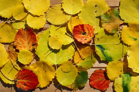 Creative top view color autumn leaves of tree as background with copy space in minimal style, template for lettering, text or your designの写真素材
