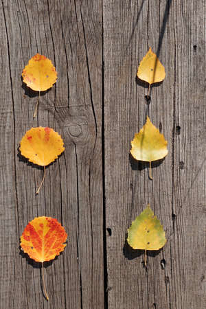 top view color autumn leaves in raw on rustic wooden background