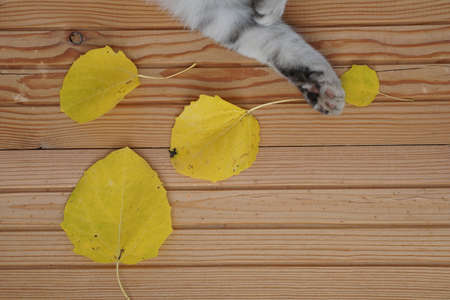 top view color autumn leaves and cat on wooden background with copy space in minimal styleの写真素材