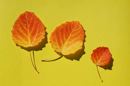 Creative top view yellow autumn leaves of tree as background with copy space in minimal style,...