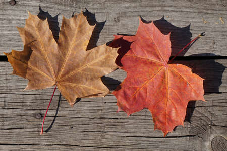 top view red and brown autumn leaves of maple on rustic wooden background