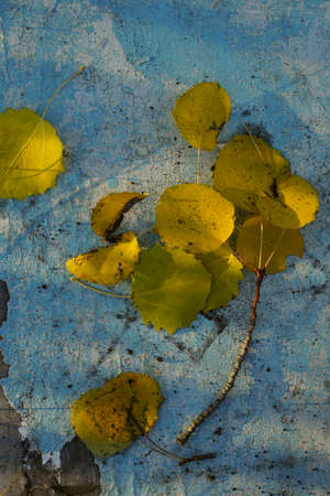 Creative top view yellow autumn leaves of tree as background with copy space in minimal style,...