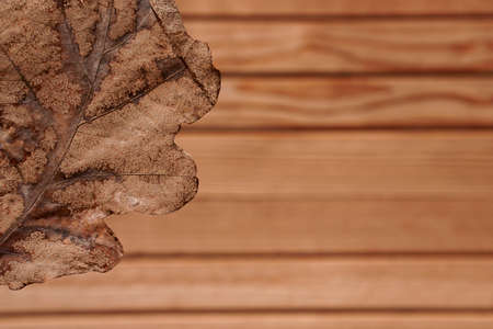 top view dry autumn leaves on wooden background with copy space in minimal style, template for lettering, text or your designの写真素材