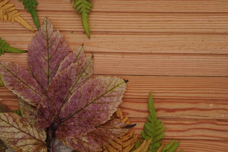 top view color autumn leaves on wooden background with copy space in minimal style, template for...
