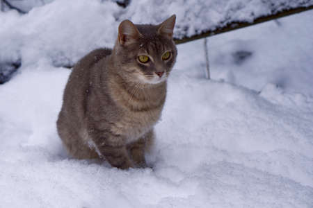 Gray cat on white snow background. Christmas and New year decorations or greeting card.の写真素材