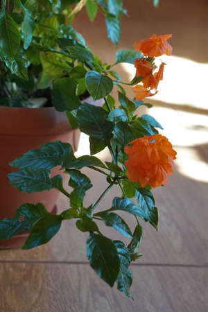 assorted potted plant against windowの写真素材