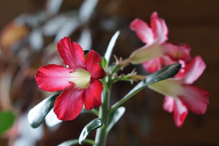 house plant of adenium with pink flower in pot. The consept of home gardeningの写真素材