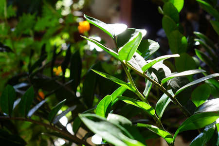 close up of green zamioculcas (zamia) plant minimalistic style. Mock up interior photo simple urban jungle styleの写真素材