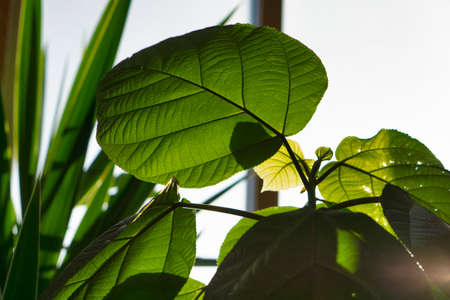 close up of house tree plant boehmeria with very big green leaf against window. The consept of urban gardenの写真素材