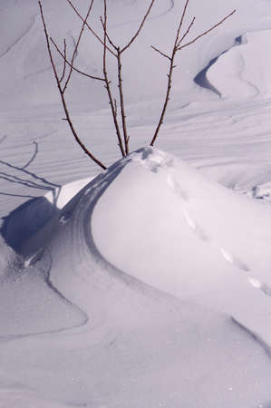 Newly snow as Background with tree in gardenの写真素材