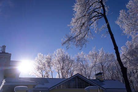 Newly snow on tree in garden and house on sunlight day