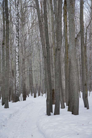Newly snow on tree in forest on winter dayの写真素材