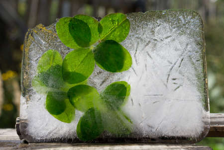 Background of green leaves of clover in ice cube with air bubblesの写真素材