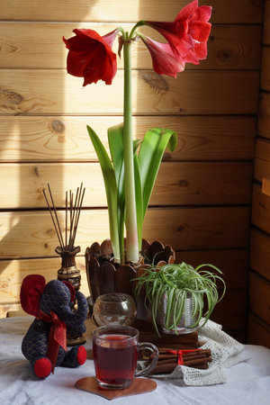 house plant of hippeastrum with red flower in pot. The consept of home gardeningの写真素材
